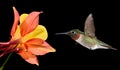 Hummingbird with Tropical Flower on Black Background Royalty Free Stock Photo