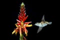 Hummingbird with Tropical Flower on Black Background