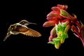 Hummingbird with Tropical Flowers on Black Background Royalty Free Stock Photo