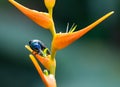 Hummingbird and a tropical Heliconia flower