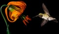 Hummingbird with Tropical Lily Flowers on Black Background Royalty Free Stock Photo