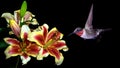 Hummingbird with Tropical Lily Flowers on Black Background Royalty Free Stock Photo