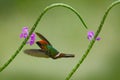 Hummingbird Tufted Coquette, colourful bird with orange crest and collar in green and violet flower habitat, flying next to