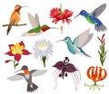 Hummingbird vector tropical humming bird character with beautiful birdie wings on exotic flowers in flowering nature