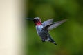 Hummingbird with wings back in Ventura California USA Royalty Free Stock Photo