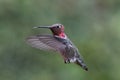 Ruby throated Hummingbird with tongue sticking out with green background in Port Hueneme California USA