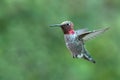 Hummingbird with tongue sticking out in Ventura California USA
