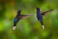 Hummingbird Violet Sabrewing, Campylopterus hemileucurus, flying in the tropical forest, La Paz, Costa Rica. Action nature scene