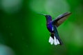 Hummingbird Violet Sabrewing flying on blured background. A beautiful shot of a hummingbird in flight. Wildlife scene from Costa Royalty Free Stock Photo