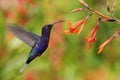 Hummingbird Violet Sabrewing flying next to beautiful orange flower, blurred flower garden in background, La Paz, Costa Rica