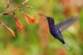 Hummingbird Violet Sabrewing flying next to beautiful orange flower, blurred flower garden in background, La Paz, Costa Rica