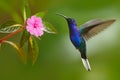 Hummingbird Violet Sabrewing flying next to beautiful pink flower