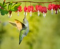 Hummingbird visiting bleeding heart flowers Royalty Free Stock Photo