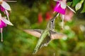 Hummingbird visits fuchsia in drizzle