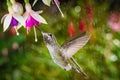 Hummingbird visits fuchsia in raining day