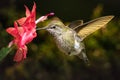 Hummingbird visits her favorite red flower