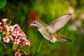 Hummingbird visits pink flowers