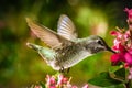 Hummingbird visits pink flowers