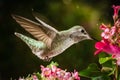 Hummingbird visits pink flowers