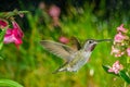 Hummingbird visits pink small flowers in some drizzle