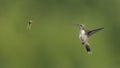 Hummingbird and Wasp Meet in Flight Royalty Free Stock Photo