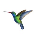 Hummingbird watercolor illustration. Hand drawn beautiful tiny flying bird. Bright green and blue colored hummingbird