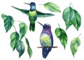 Hummingbird on a white background, watercolor illustration. Tropical birds and ficus leaves