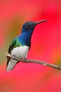 Hummingbird White-necked Jacobin, Florisuga mellivora, sitting next to beautiful red hibiscus flower with green bloom background,