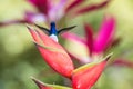 Hummingbird white-necked jacobin sitting and drinking nectar from its favourite red flower. Cute tiny bird perching Royalty Free Stock Photo