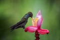 Hummingbird White-tailed Hillstar, Urochroa bougueri sitting and drinking nectar from its favourite flower