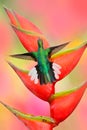 Hummingbird White-tailed Sabrewing flying next to beautiful Strelitzia red flower. Wildlife scene from tropic forest. Beautiful bi