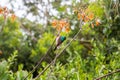 Hummingbird in the wild resting on a flower Royalty Free Stock Photo