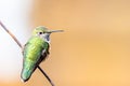 Hummingbird wildlife bird photography