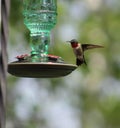 Hummingbird wildlife nature nectar wings flight beak