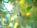 Hummingbird wing