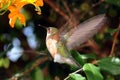 Hummingbird Wings Royalty Free Stock Photo