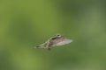 Hummingbird, Wings Forward, In Flight Royalty Free Stock Photo