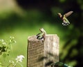 Hummingbirds Royalty Free Stock Photo