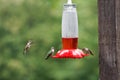 Hummingbirds at the Bird Feeder