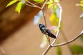 Hummingbirds at bird feeders in Monteverde, Costa Rica