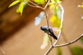 Hummingbirds at bird feeders in Monteverde, Costa Rica