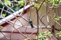 Hummingbirds at bird feeders in Monteverde, Costa Rica