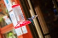 Hummingbirds at bird feeders in Monteverde, Costa Rica