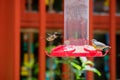 Hummingbirds at bird feeders in Monteverde, Costa Rica