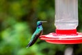 Hummingbirds at bird feeders in Monteverde, Costa Rica