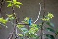 Hummingbirds at bird feeders in Monteverde, Costa Rica