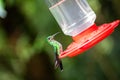 Hummingbirds at bird feeders in Monteverde, Costa Rica