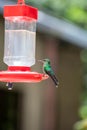 Hummingbirds at bird feeders in Monteverde, Costa Rica