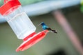 Hummingbirds at bird feeders in Monteverde, Costa Rica