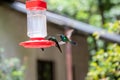 Hummingbirds at bird feeders in Monteverde, Costa Rica